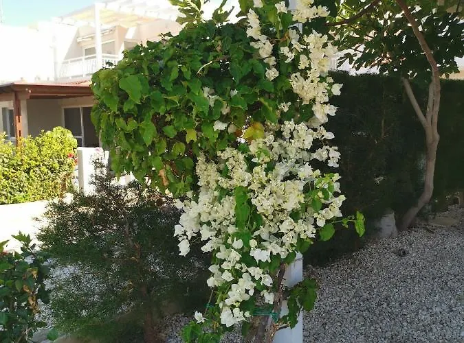 Ocean Pearl ペイヤ